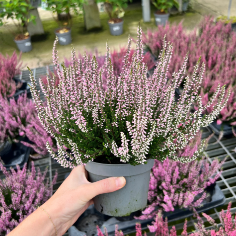 Calluna Vulgaris (Heather) Light Pink